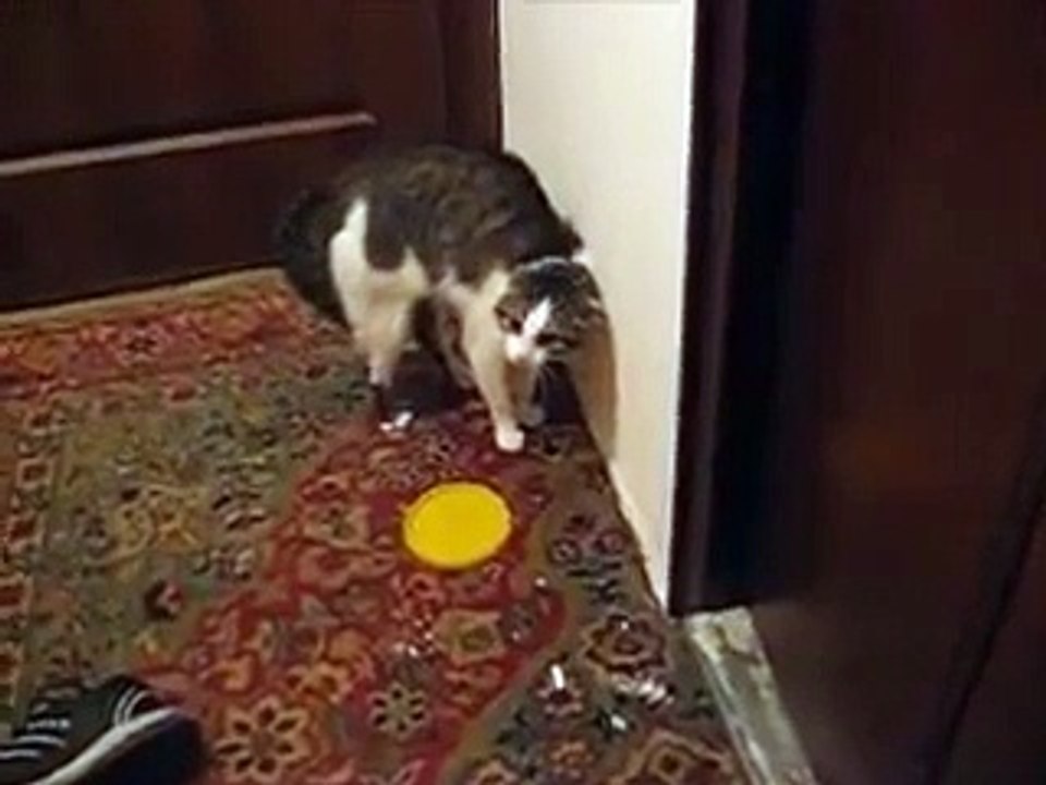 Кот предупреждает Ой уйди-уйди-уйди