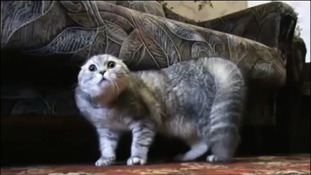 Кошка боится и говорит Ой-ой-ой