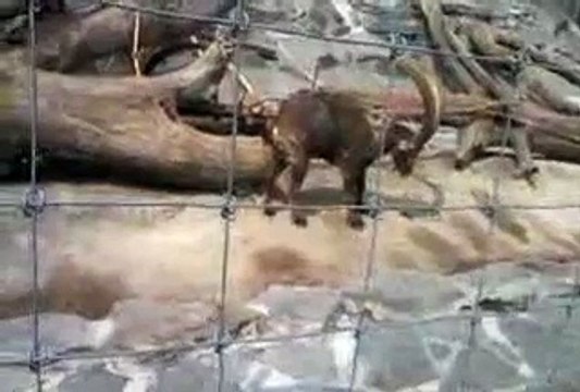 A qui servent les cornes du bouquetin ?