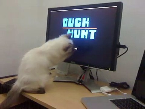 Le chat et le jeu sur PC