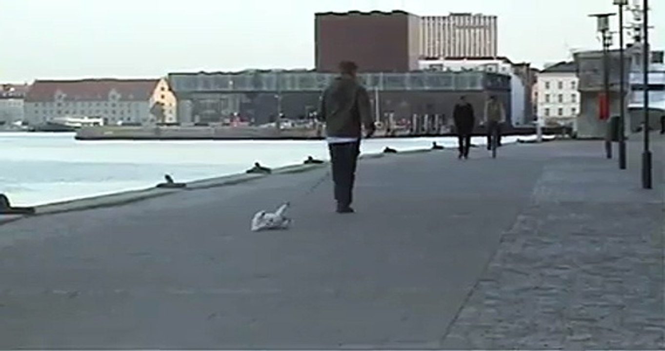 Le chien le plus paresseux au monde