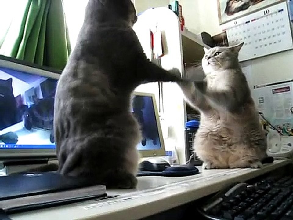 Deux chats jouent à trois petits chats !