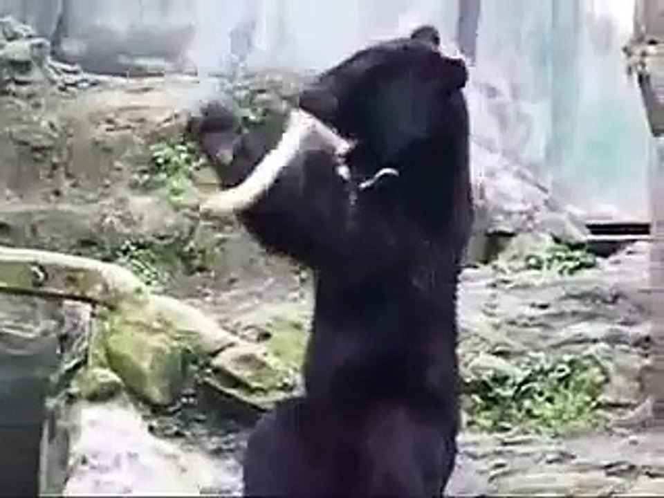 Un ours apprend le Kung-Fu