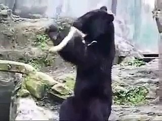 Un ours apprend le Kung-Fu