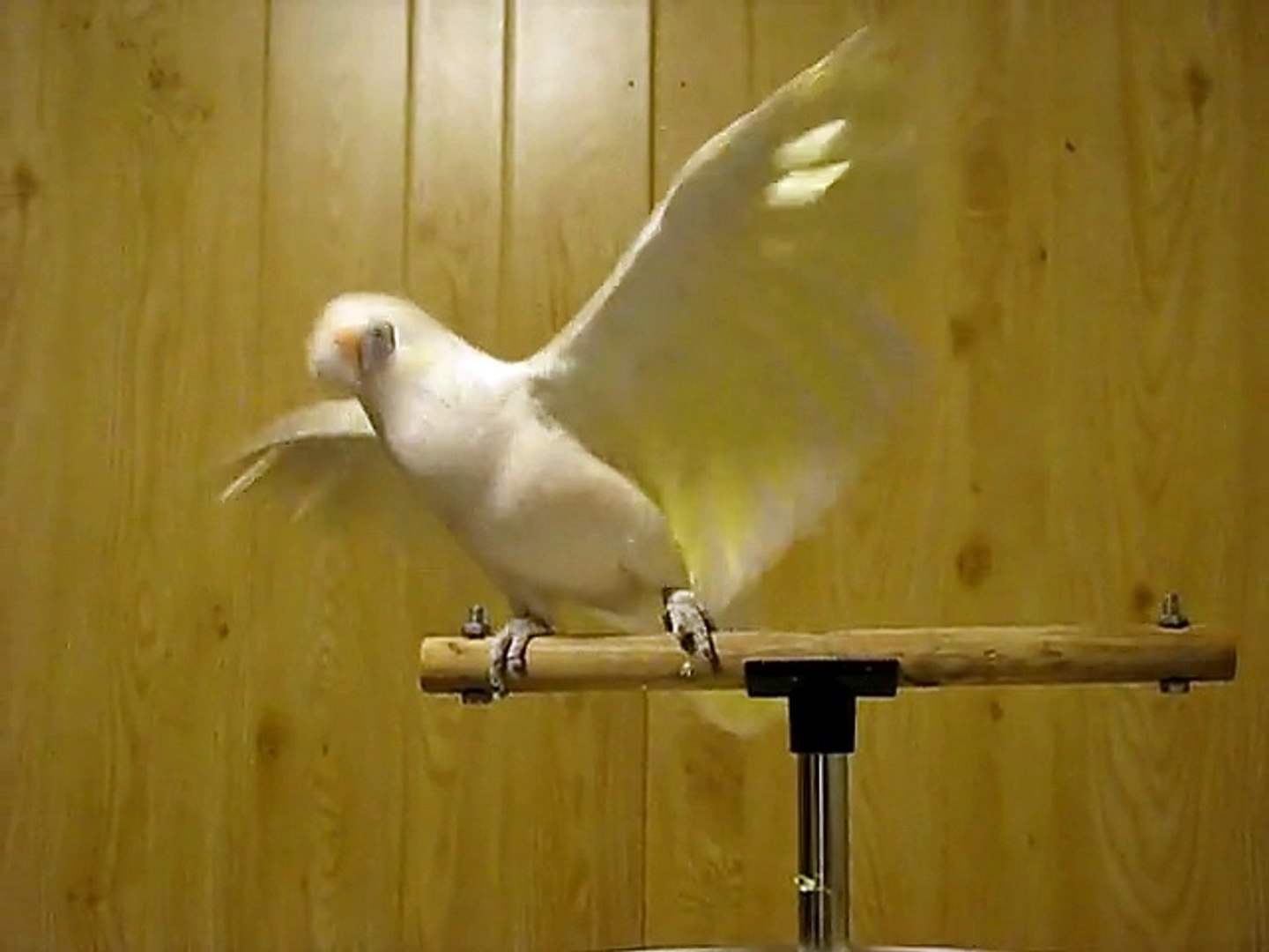 Le Perroquet Qui Danse Sur Ray Charles Video Dailymotion