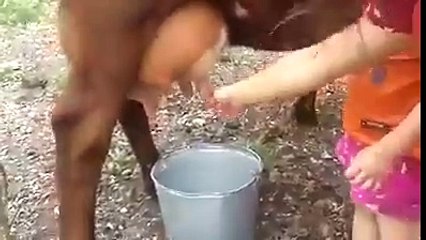 Little girl trying to get Milk from cow