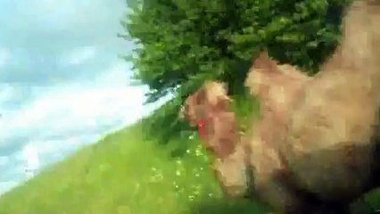 Des chameaux sur l'autoroute A84