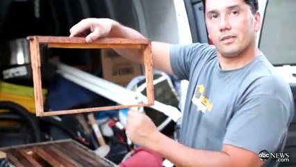 Un homme trouve 50 000 abeilles chez lui !