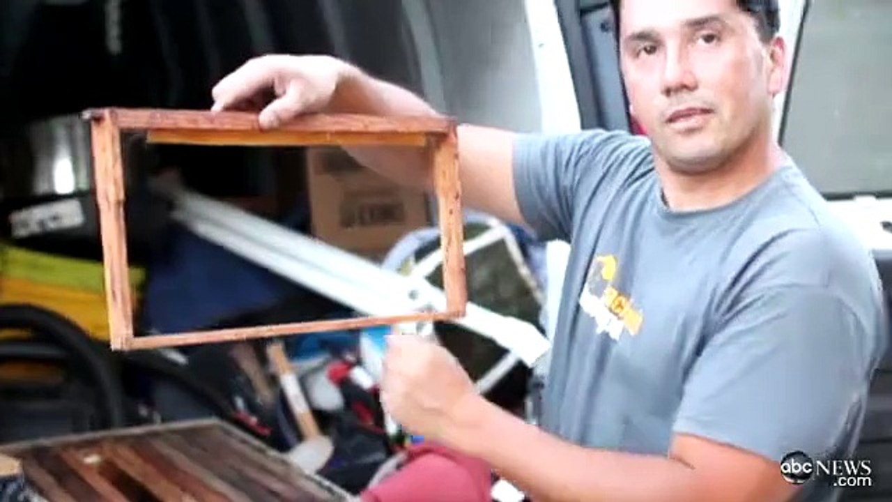 Un homme trouve 50 000 abeilles chez lui !