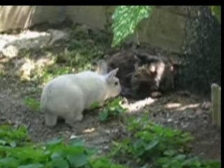 Mon lapin se prends un vent ^^