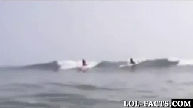 Un requin passe au-dessus d'un surfeur