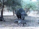 Ne pas déranger un rhinocéros quand il mange