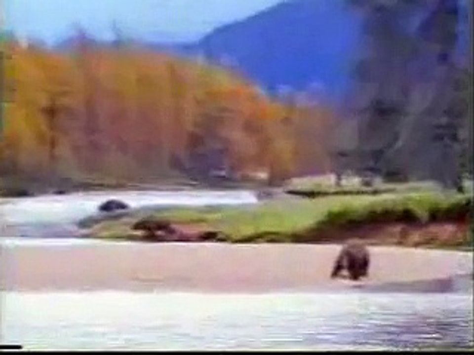 Un homme se bat contre un ours pour du saumon