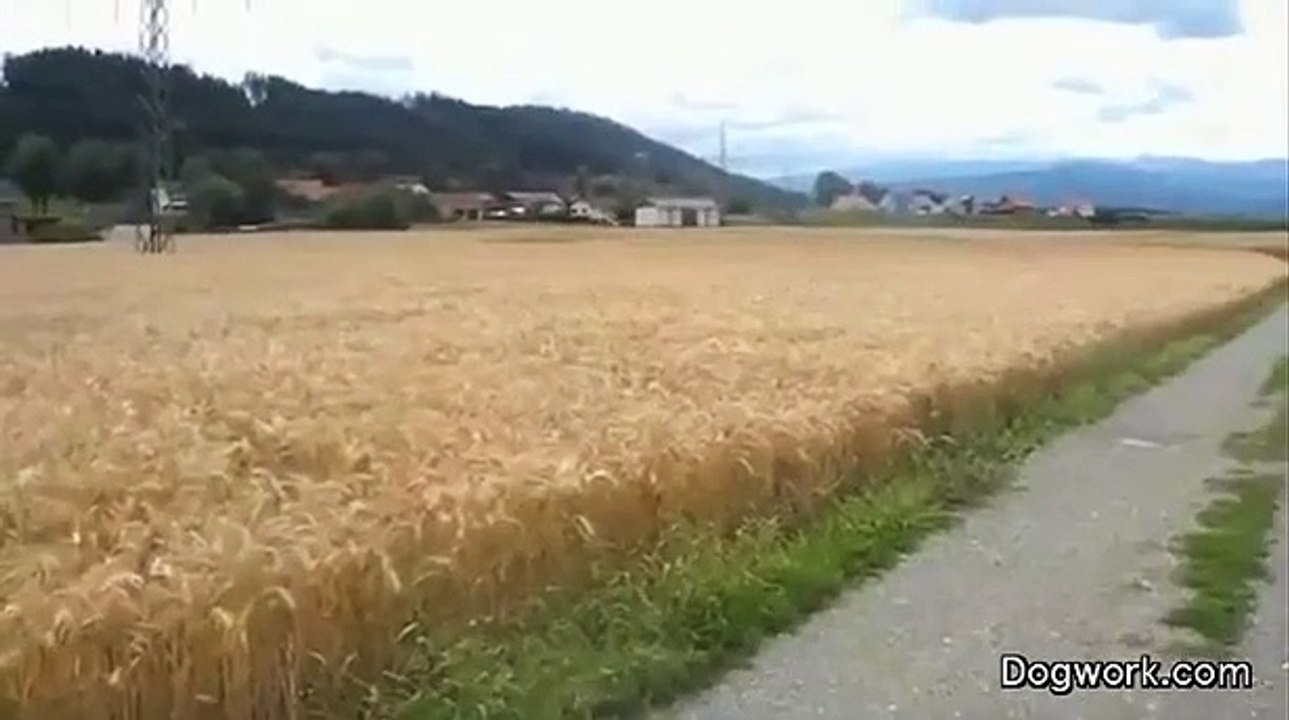 Un chien heureux