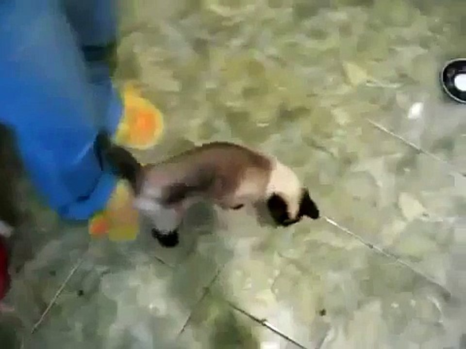 Spidercat