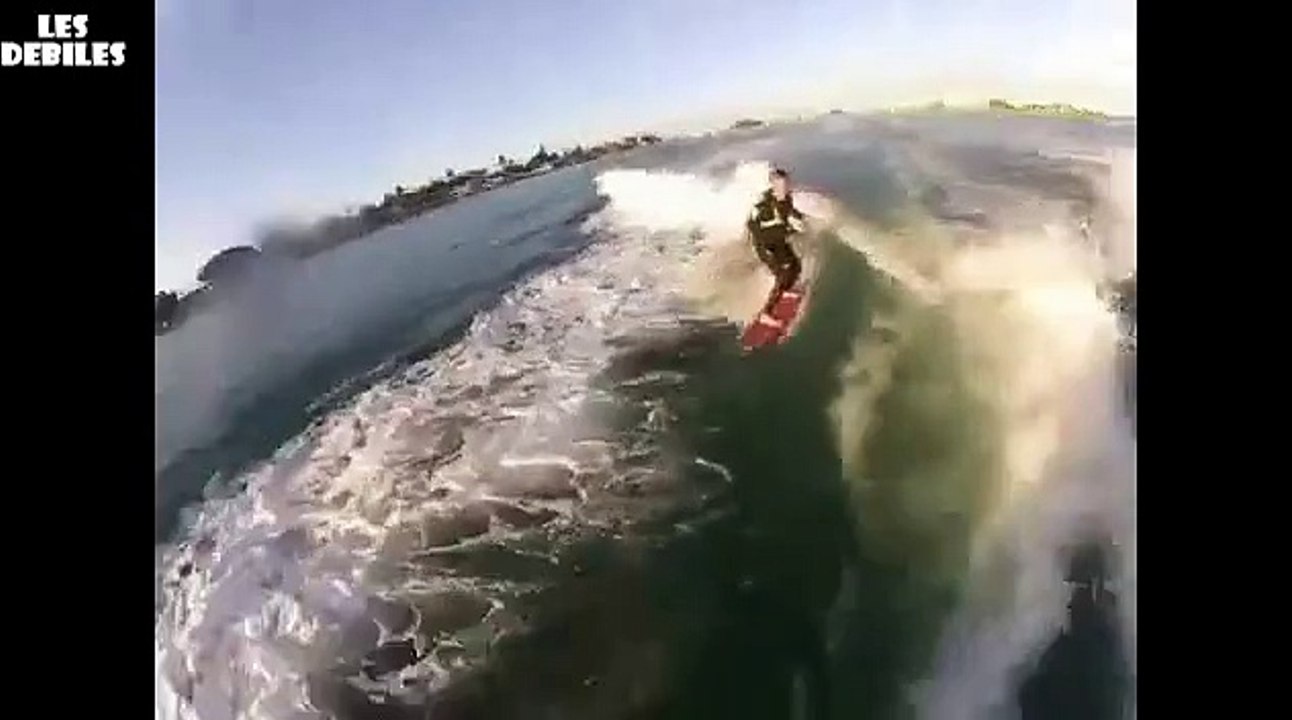 ski nautique entre les dauphins