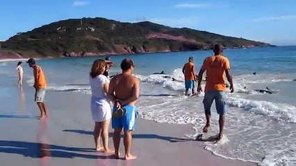 Dauphins sauvés