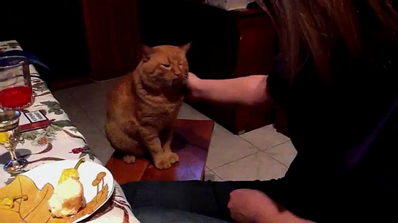 Chat contre chien