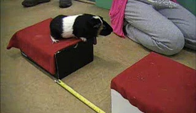 Record insolite : le plus grand saut pour un cochon d'Inde