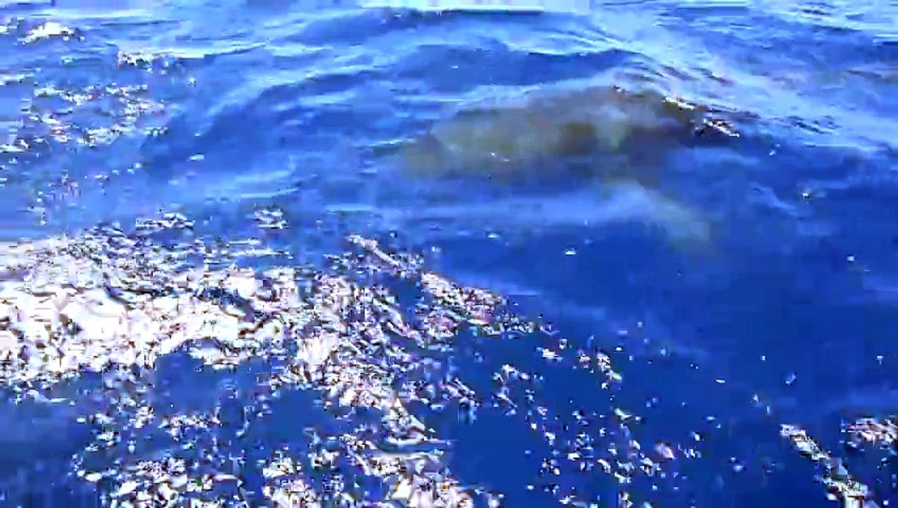 Un pêcheur rencontre un requin blanc !