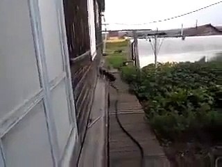 Un chien qui va chercher et porte... un chat !