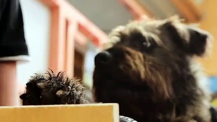 Des chiens apprennent à conduire