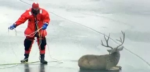 Un cerf secouru sur un lac de glace