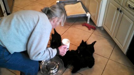 La danse des chiots qui boivent du lait !