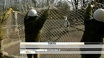 Les japonais simulent la fugue d'un zèbre dans un zoo !
