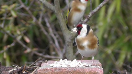Garden Birds Videos For Cats and People To Watch - Goldfinch, Greenfinch, Bullfinch, Robin and More