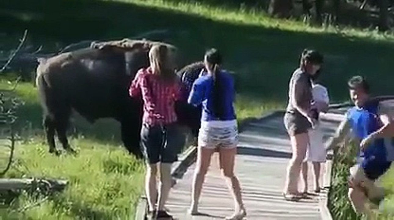 Le bêtisier des animaux !