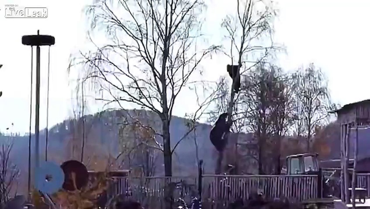 Un ours poursuit un homme... dans un arbre !