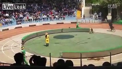 Après une chute à vélo, un ours massacre un singe