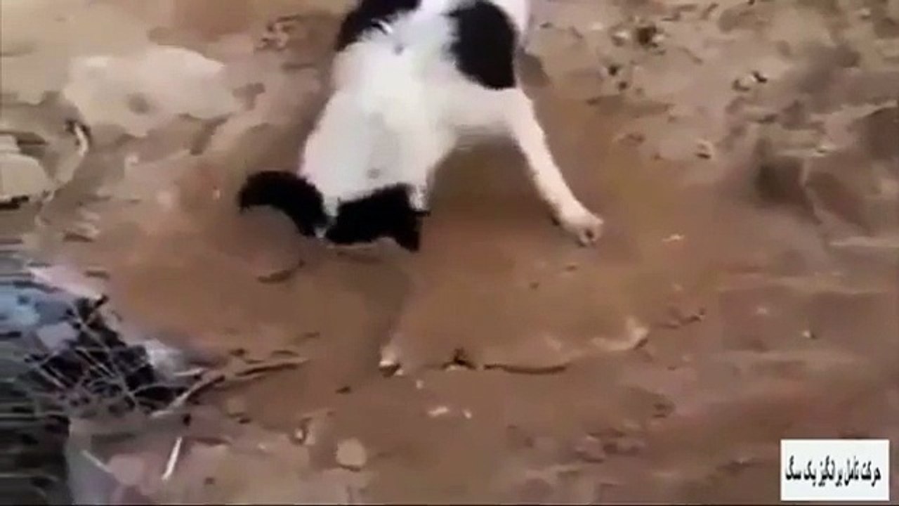 Un chien en deuil enterre un chiot mort