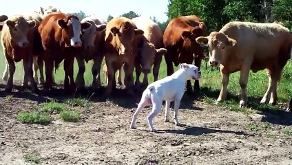 Un boxer chiot contre des vaches