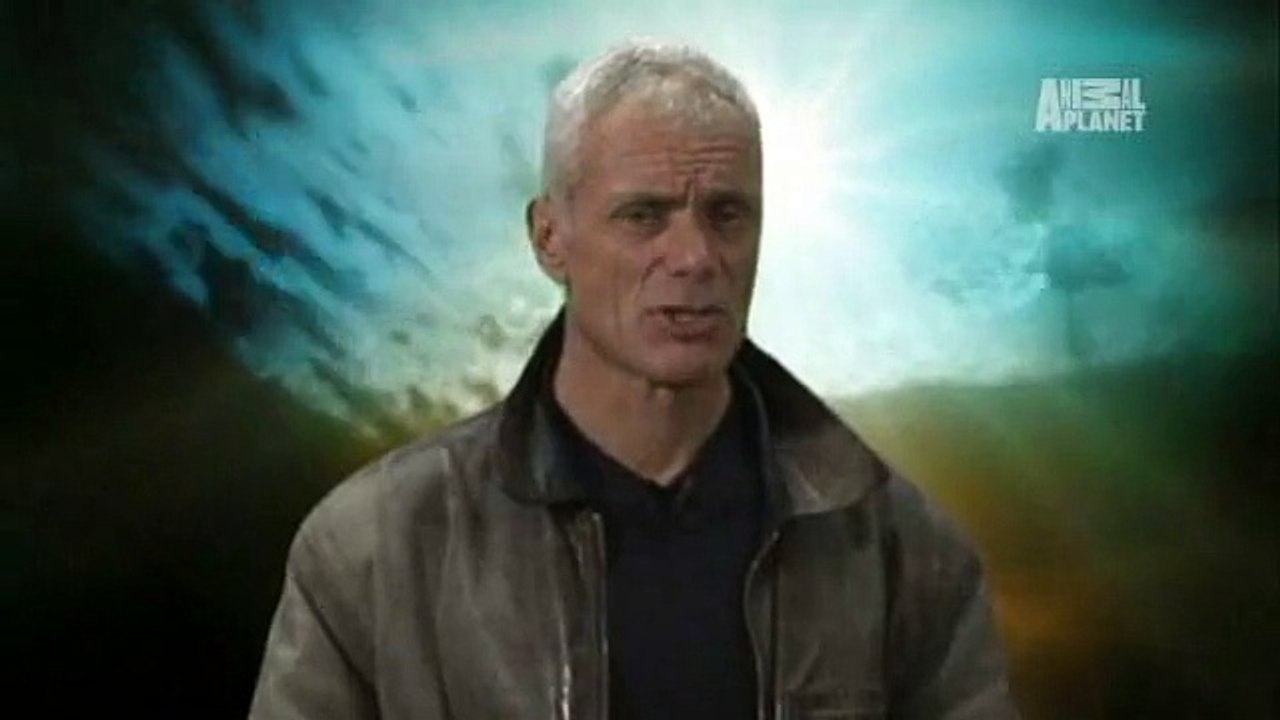 Le pacu, ce poisson mangeur de testicules