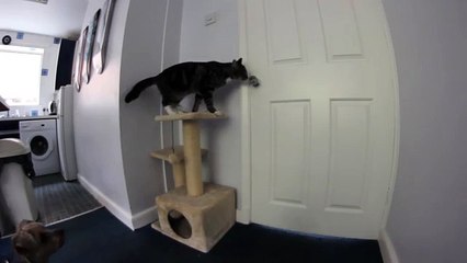 Le chat aide le chien à s'échapper