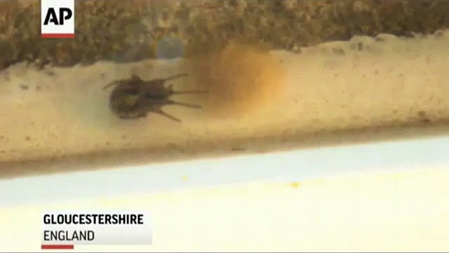 Invasion d'araignées venimeuse en Angleterre
