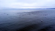 Phénomène rare : un banc de dauphins nage autour d'un ferry