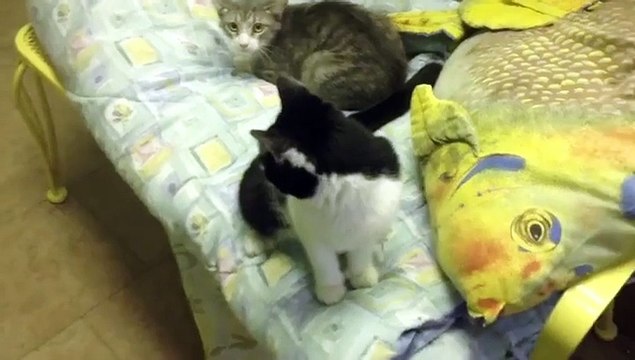 Pour les sauver, une chatte allaite des bébés chiots