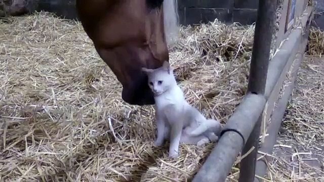 Un cheval caresse un chat