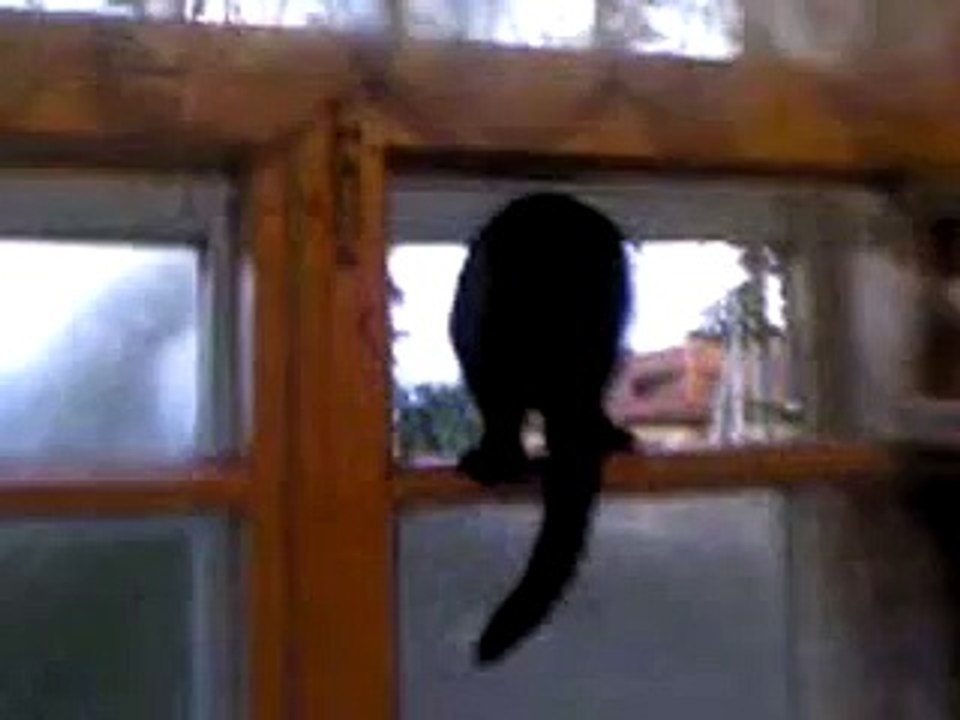 Un chat qui aboie