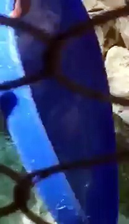 Un ours polaire joue au frisbee