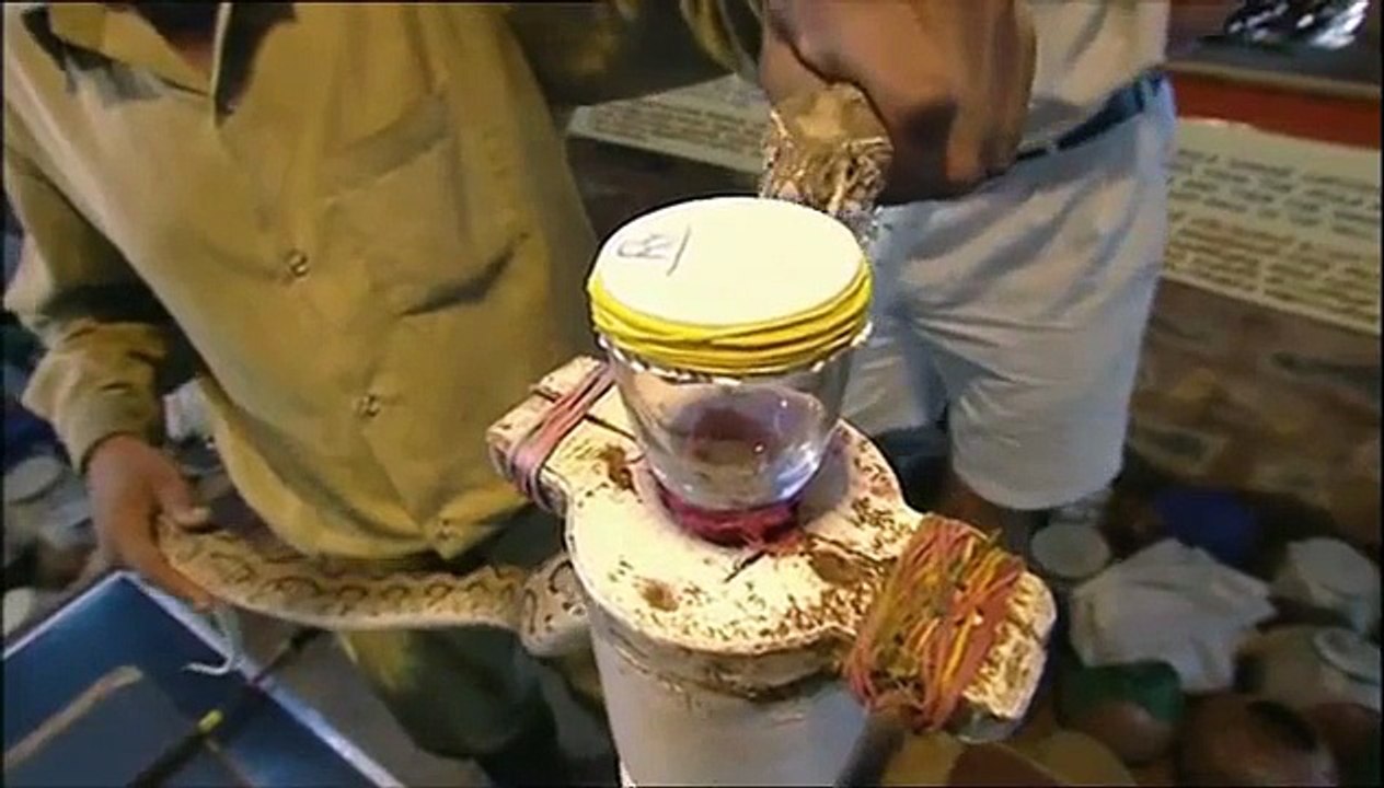 Voilà ce que fait le venin de serpent fait à votre sang