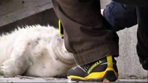 Un bébé phoque perdu dans un port de Suède