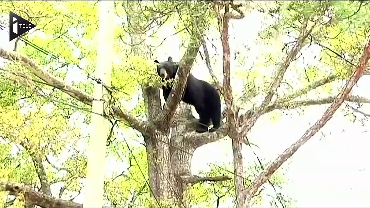 Un ours se retrouve coincé dans un arbre