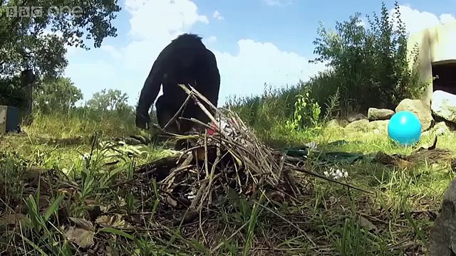 Ce singe fait un feu... pour y griller des chamallows !