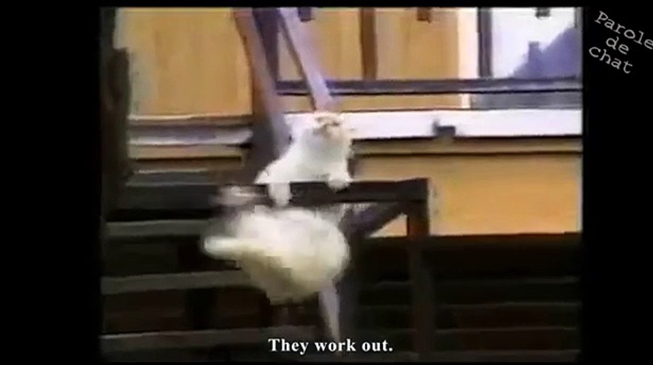 Les chats Jedi