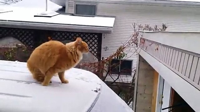 Un chat rate complètement son saut sur un toit