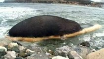 Canada : une baleine bleue menace d'exploser